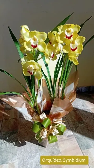 Orquídea Cymbidium